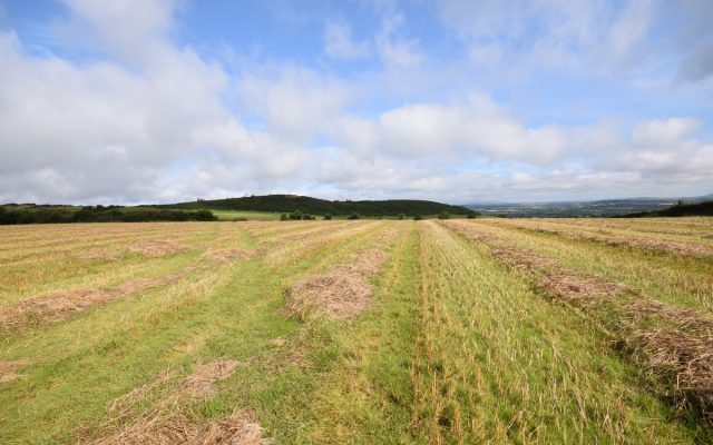 Bolinready, Ballycanew – Auction Report