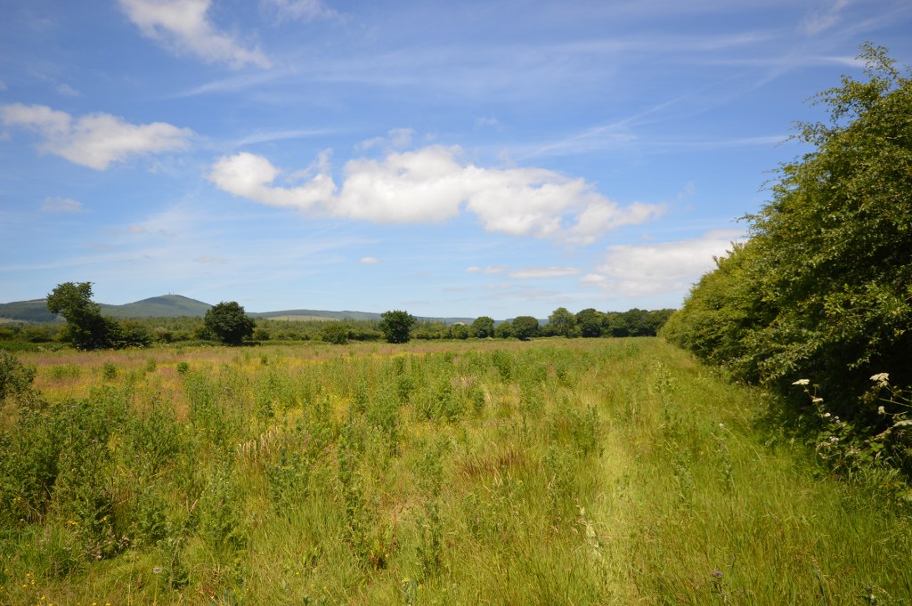 Camolin Park, Camolin, Enniscorthy, Co. Wexford. Auction Report