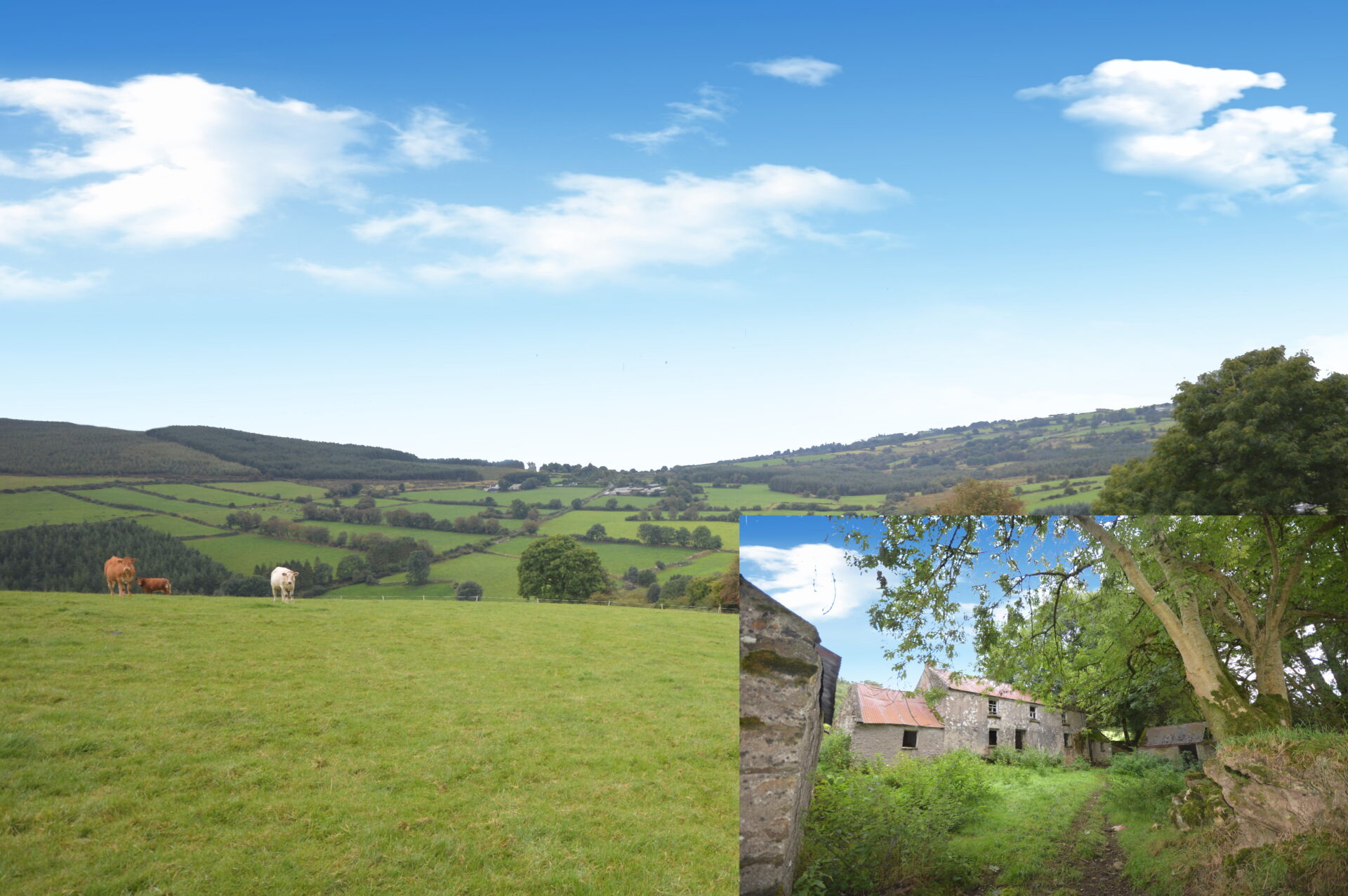 Moyne & Slieveroe, Tinahely, Co Wicklow Auction Report Quinn Property