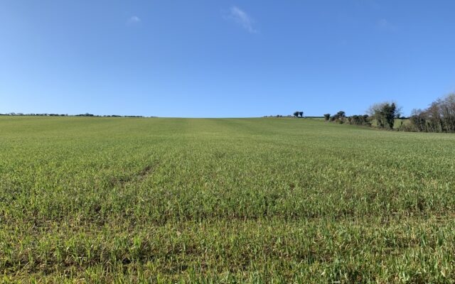 Carrigbeg, Craanford, Gorey, Co. Wexford – Auction Report