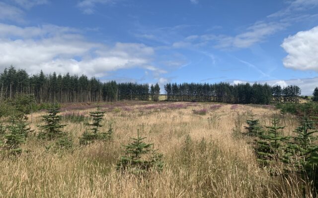‘Forestry land to hit €7,000/ac predict estate agents’. Irish Farmers Journal. 06/11/22.