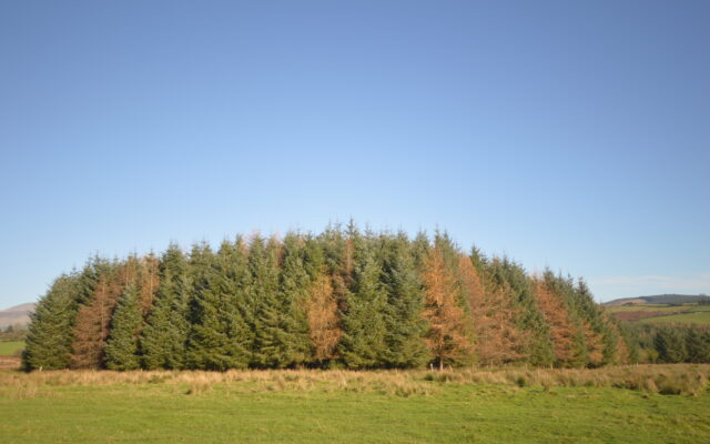 ‘7.8 acres of Wicklow land under mature forestry goes on market’. Wicklow People. 28/12/22.