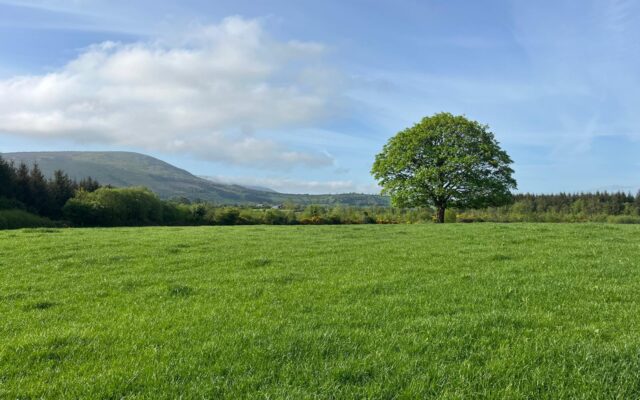 Mullannagaun & Ballyglisheen, Ballymurphy, Co. Carlow – Auction Report